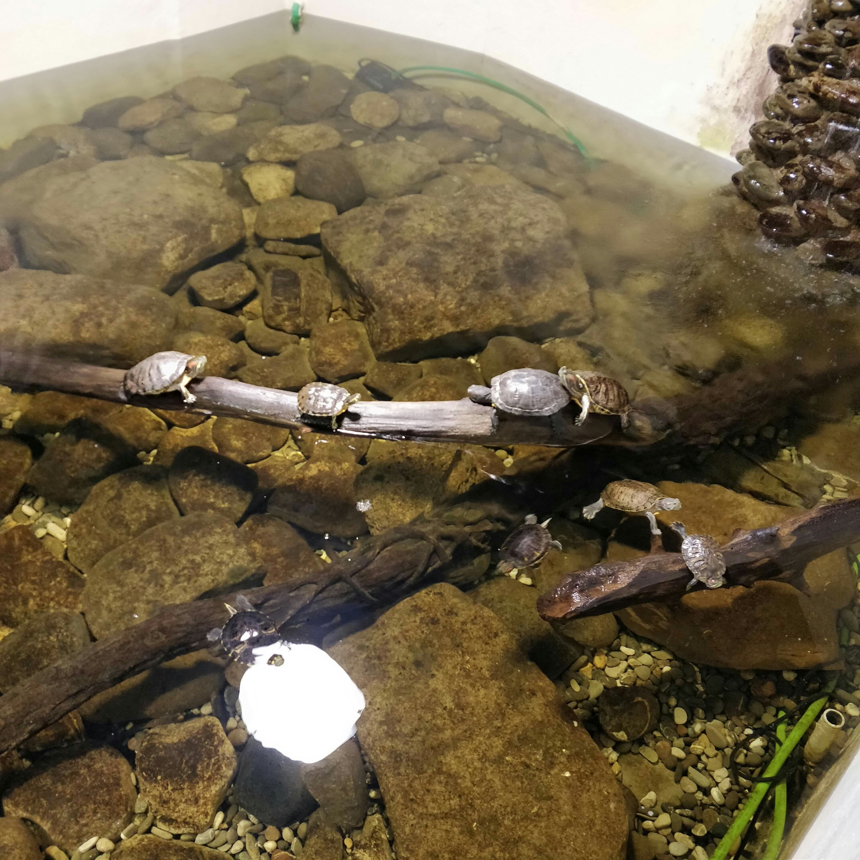 photo of sweet water turtles in an aquarium tank